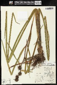 Sparganium androcladum image