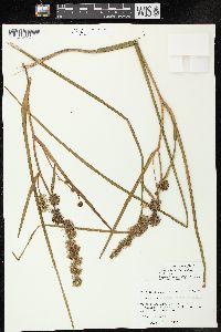 Sparganium americanum image