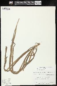 Sparganium americanum image