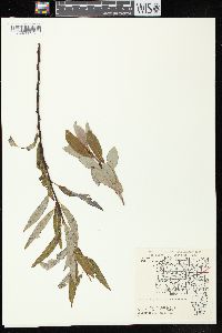 Salix petiolaris image