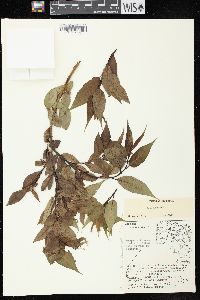 Salix lucida image