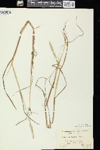 Alopecurus aequalis image