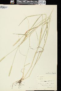 Alopecurus aequalis image