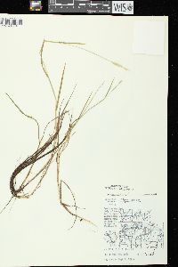 Alopecurus aequalis image