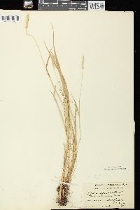 Alopecurus aequalis image