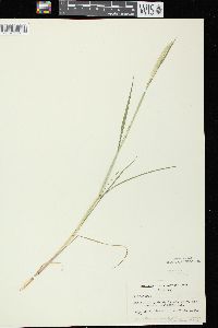 Alopecurus aequalis image