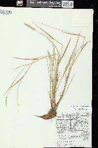 Alopecurus aequalis image