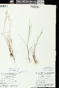 Alopecurus aequalis image