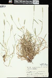 Alopecurus geniculatus image