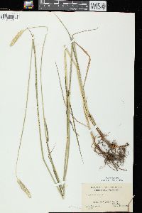 Alopecurus pratensis image