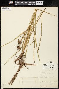 Sparganium androcladum image