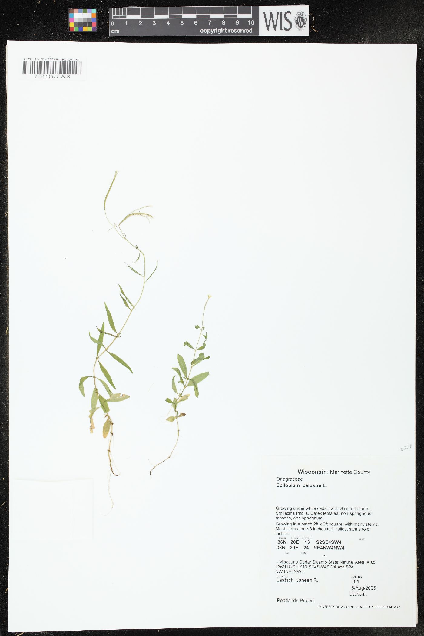 Epilobium palustre image