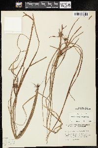 Sparganium angustifolium image