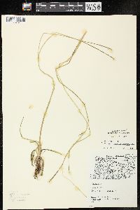 Sparganium angustifolium image