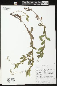 Myosotis scorpioides image