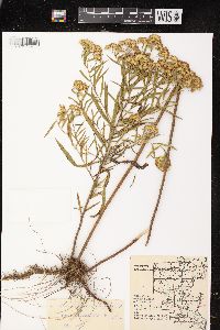 Euthamia graminifolia var. graminifolia image