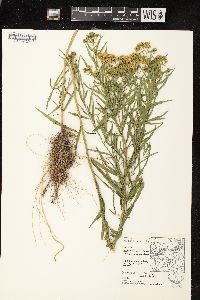 Euthamia graminifolia var. graminifolia image