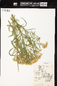 Euthamia graminifolia var. graminifolia image