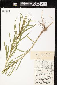 Euthamia graminifolia var. graminifolia image