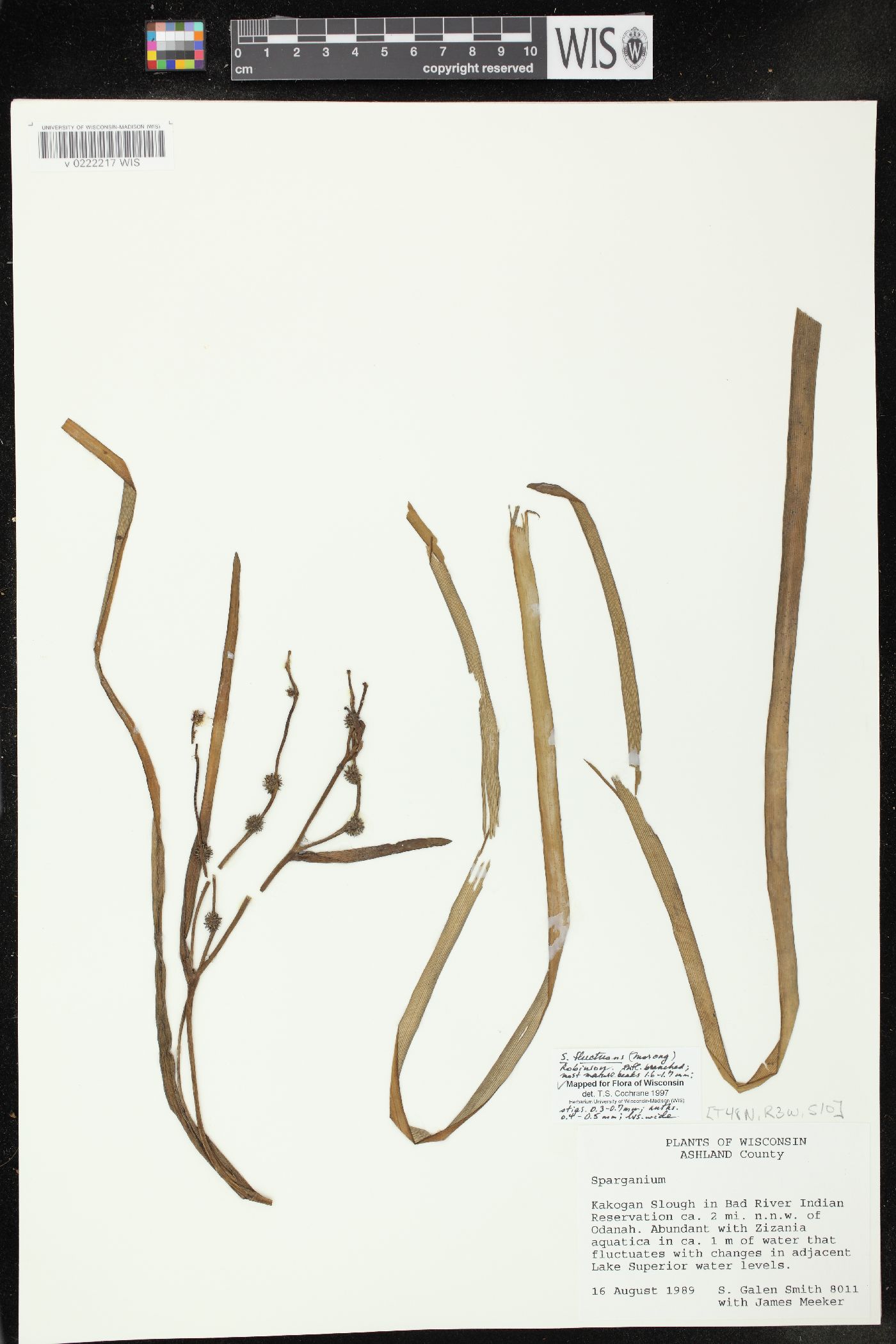 Sparganium fluctuans image