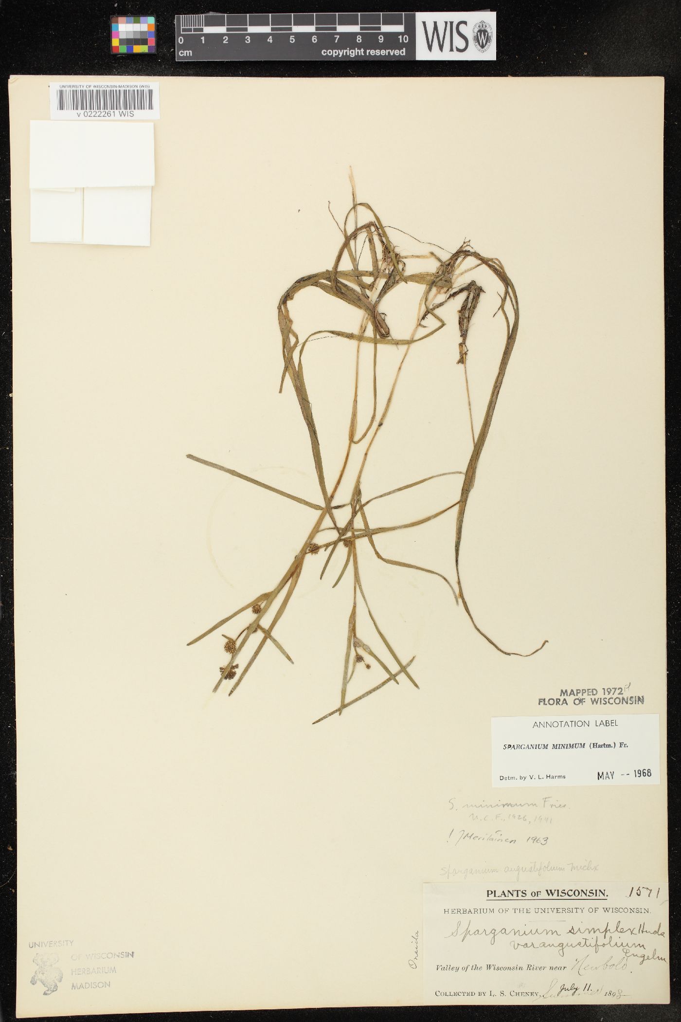 Sparganium natans image
