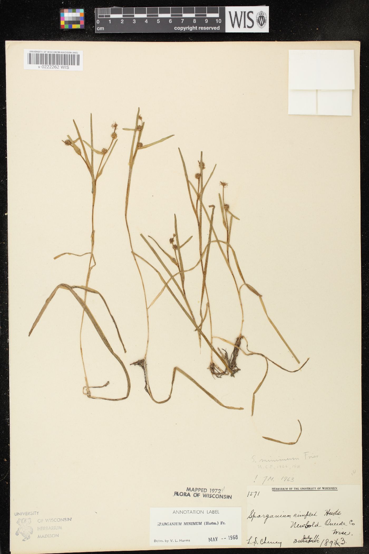 Sparganium natans image