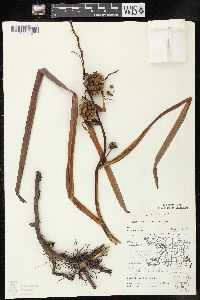 Sparganium eurycarpum image