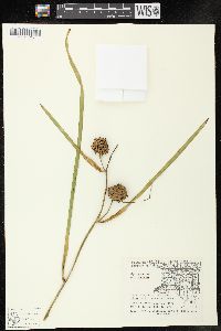 Sparganium eurycarpum image