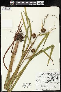 Sparganium eurycarpum image