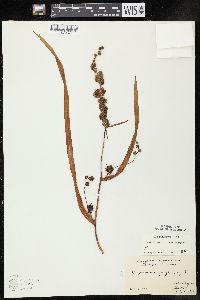 Sparganium eurycarpum image