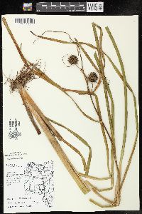 Sparganium eurycarpum image