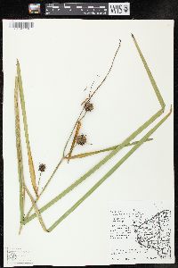 Sparganium eurycarpum image