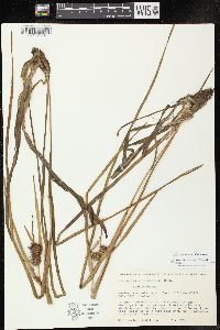 Sparganium emersum image