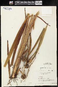 Sparganium eurycarpum image