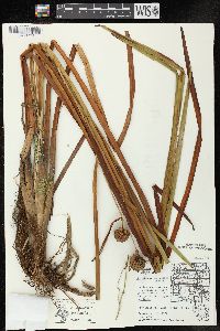 Sparganium eurycarpum image