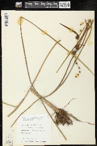 Sparganium eurycarpum image