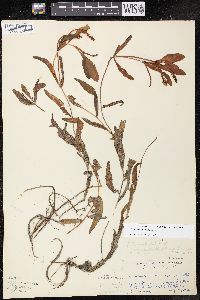 Potamogeton alpinus image