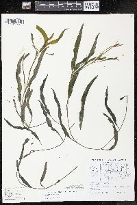 Potamogeton alpinus image