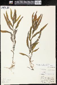 Potamogeton alpinus image