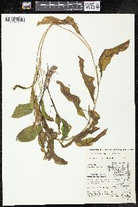 Potamogeton amplifolius image