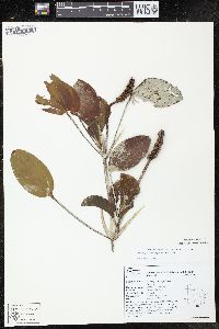 Potamogeton amplifolius image