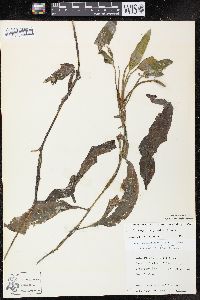 Potamogeton amplifolius image