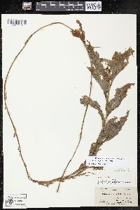 Potamogeton amplifolius image