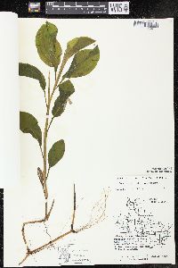 Potamogeton amplifolius image