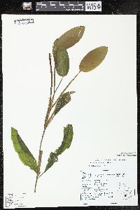 Potamogeton amplifolius image