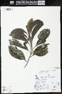 Potamogeton amplifolius image