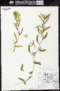 Potamogeton crispus image