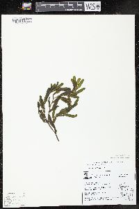 Potamogeton crispus image