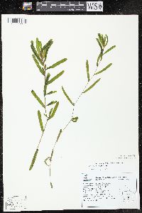 Potamogeton crispus image