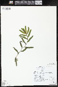 Potamogeton crispus image